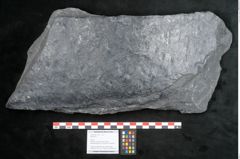 Foto (Objekt + Etikett) von Sigillaria sp. (NHMW-GEO-2024-0188-11242)